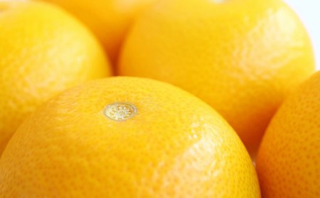 【先行予約】はっさく 約10kg