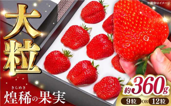 【先行予約】煌稀の果実 大粒 苺  約360g (9または12粒) 高知市春野町産〈2026年1月上旬〜2026年4月上旬頃発送〉 /  いちご イチゴ 果物 フルーツ【森強のいちご農園】[ATAS001]