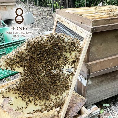 ふるさと納税 羽島市 クロガネモチ(はちみつ)300g |  | 03