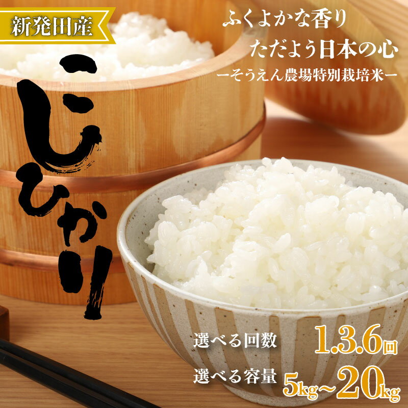 【ふるさと納税】 R7年産 コシヒカリ 選べる 5kg 10kg 単品 定期便 3回 6回 新潟県産 そうえん米 お米 米 こしひかり 新潟米 新潟 新発田産 精米 玄米 せいだ
