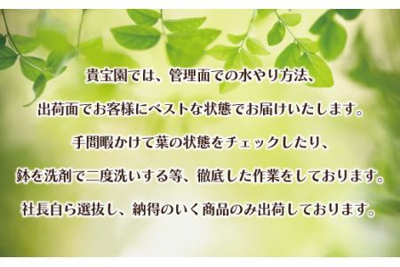 【プロが選ぶ観葉植物オリジナル曲りシリーズ】アンガスティフォリア 10号