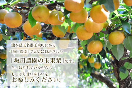 先行予約 梨 玉東梨 約5kg 坂田農園 梨