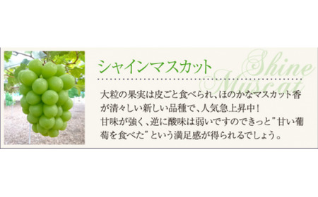 【2026年先行予約】【訳あり】 ご家庭用 シャインマスカット 約1.8kg（2～4房）  NISSHOKU FARM 【先行予約】 / 甘い 岡山 訳アリ わけあり ぶどう ブドウ 葡萄 シャインマ