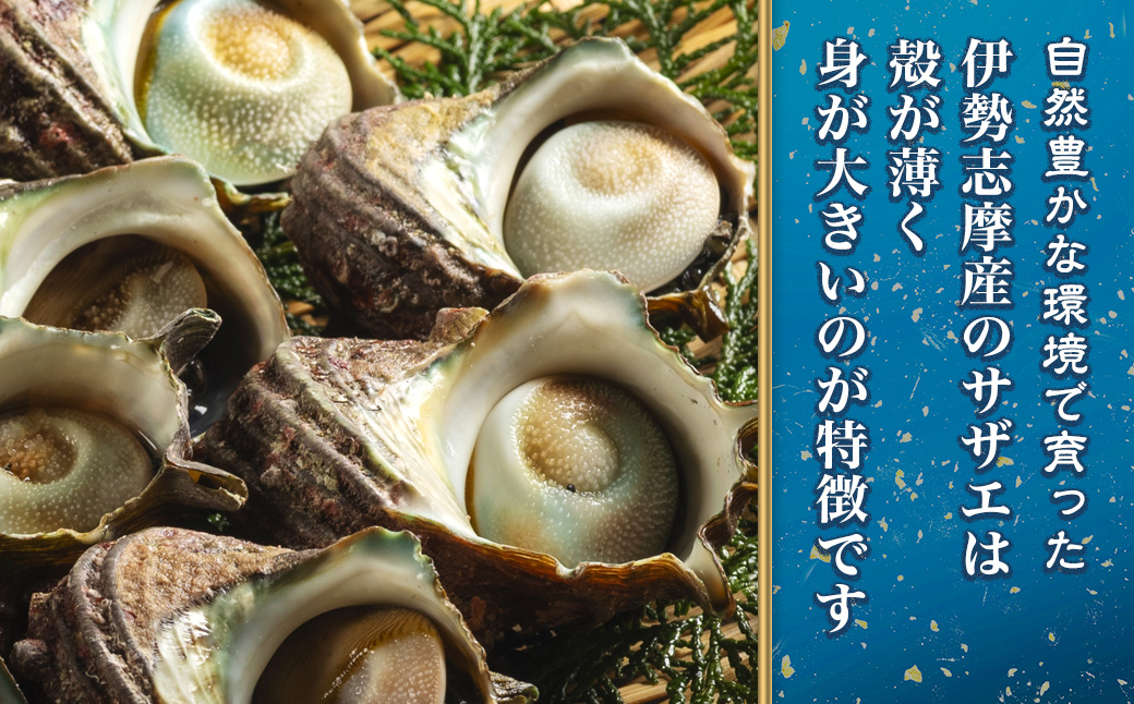 （冷蔵）地物　活きサザエAコース　1kg（8〜12ヶ入り）／貝　壺焼　さざえ　海の幸　新鮮　伊勢志摩