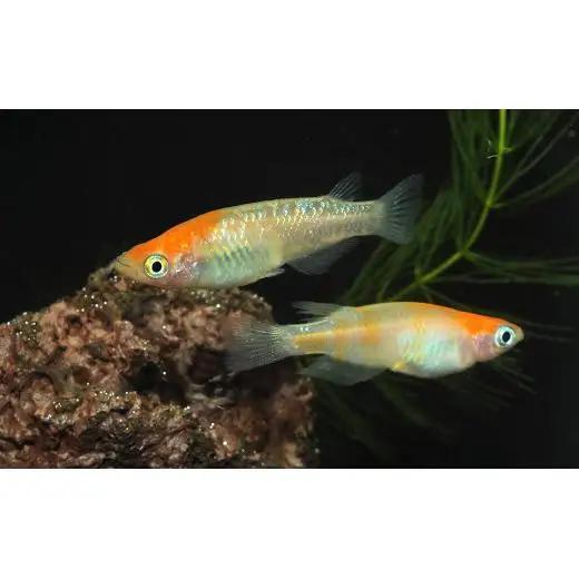 メダカ「小江戸紅白」1ペア