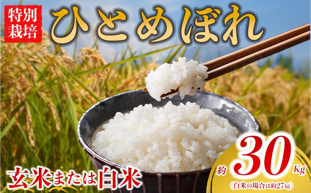 
                  【選べる品種】 特別栽培米 ひとめぼれ 約30kg×1（玄米） 約27kg×1（白米）阿蘇アグロスタイル  米 ごはん 人気 美味しい 甘味 もちもち なめらか 減農薬 湧水 熊本県 阿蘇市
                