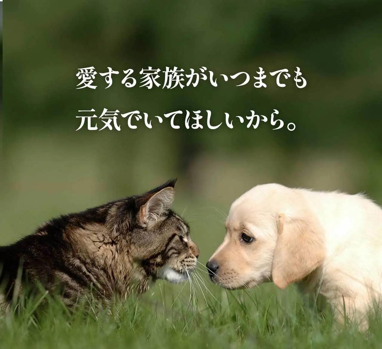 【鹿児島県大隅産】千歳鰻　うなぎ の頭の ペットフード　個包装　1袋5個入り｜ペットフード