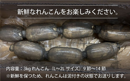 【先行予約】年末発送 泥付きれんこん3kg / れんこん レンコン 蓮根 れんこん レンコン れんこん れんこん [IAW003]