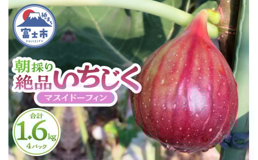 いちじく 朝採り マスイドーフィン 400g×4パック 期間限定 冷蔵 絶品 とれたて 果物 フルーツ 減農薬 減肥料 富士市 【配送不可地域：沖縄・離島】 [sf001-074]
