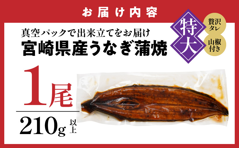 【丑の日】宮崎県育ちの【特大】うなぎ蒲焼1尾210g以上≪山椒・たれ付≫≪7月20日～25日お届け≫_11-M301-UG