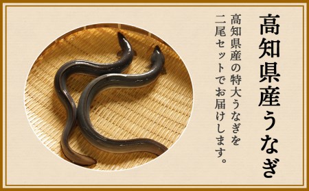 土佐洋特製！高知県産うなぎの蒲焼き 1尾200g以上！　2尾セット（ うなぎ 鰻 ウナギ 蒲焼き うなぎ料理 うなぎグルメ うなぎ好き 須崎産うなぎ 高知県産うなぎ 蒲焼 うなぎ 蒲焼 ウナギ）