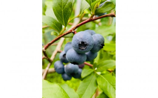 【農薬不使用】 手摘み生ブルーベリー 400g