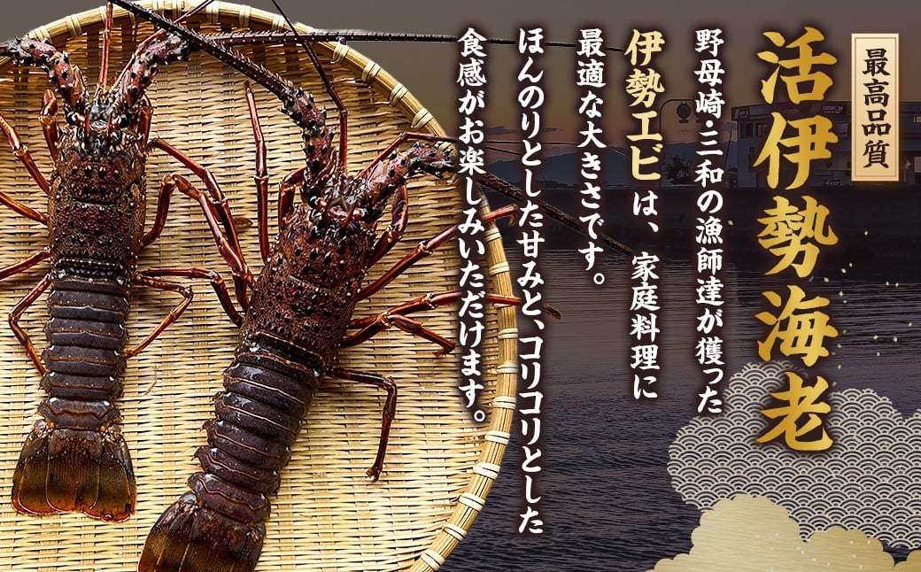 活 伊勢海老 (イセエビ) 2～3尾入り 800g 伊勢エビ エビ 海老 新鮮