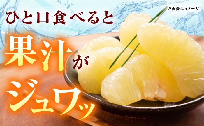 高知県産 水晶文旦 約3kg 6玉入 贈答用〈2026年9月下旬～11月上旬頃発送〉 /  高知 水晶 文旦 柑橘 果物 フルーツ くだもの 贈答 お中元 お歳暮 ギフト ぶんたん 【株式会社　四国健