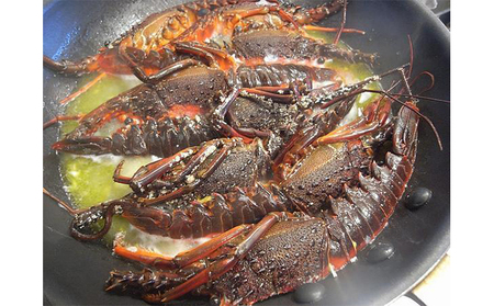 伊勢海老 冷凍 1kg 漁師直送 伊勢エビ 伊勢海老