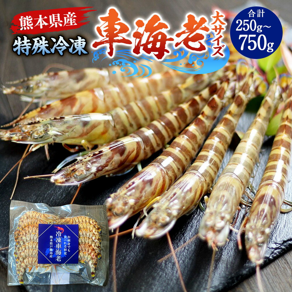 【ふるさと納税】【選べる内容量】特殊冷凍車海老 250g ～ 750g (大サイズ) (6～24尾) えび 海老 車海老 魚介 魚貝類 海の幸 海鮮 冷凍 九州 熊本県 送料無料