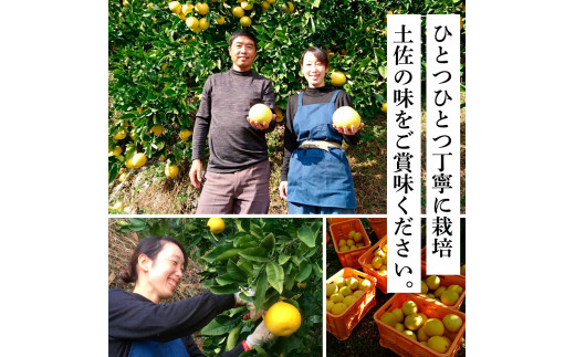 先行予約 土佐の柑橘 土佐文旦 10kg 詰め合わせ （皮むき機）付き 文旦 ぶんたん 10キロ 柑橘 高知県 高知 返礼品 故郷納税 25000円 果物 くだもの フルーツ お取り寄せ 美味しい お
