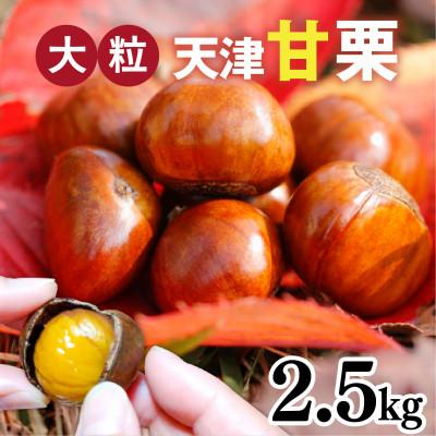 ふるさと納税 兵庫県 天津甘栗 2.5kg