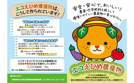 【定期便】 ブルーベリー三昧 Aセット（約8kg／4回発送） 完熟生ブルーベリー（8月中旬以降は冷凍ブルーベリー） エコえひめ認証
