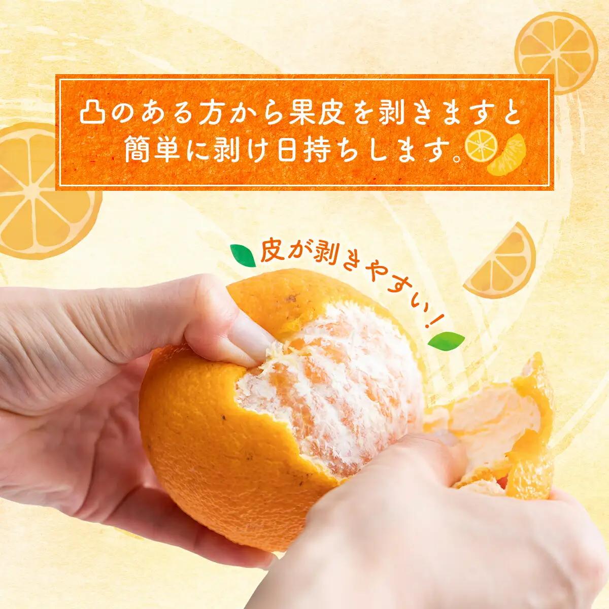 【 不知火 】訳あり 不知火 約 3kg dp007