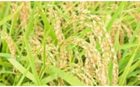 フタエさんのお米 元気つくし 5kg 玄米 うるち米