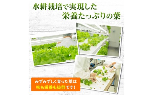 シャキッとした食感が自慢！ 個包装でお届けします。