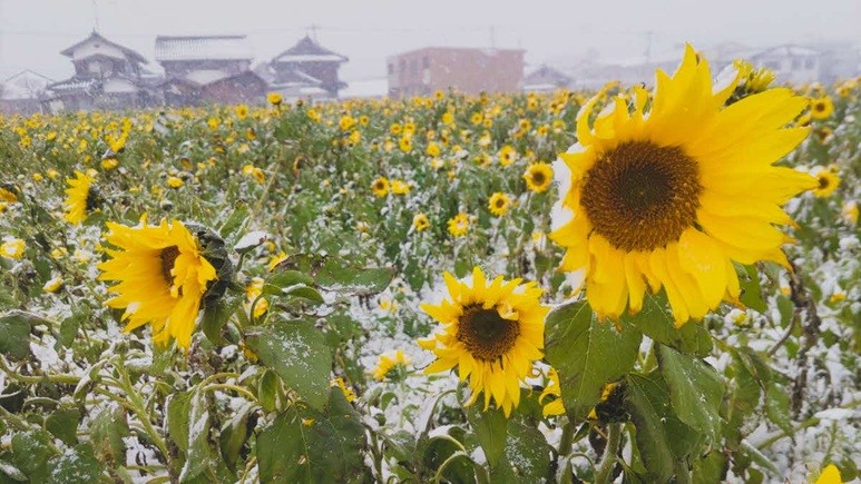 冬（１１月下旬）にも咲くよう種を蒔いています。雪とのコントラストが珍しく近年では「キセキのひまわり」として親しまれつつあります。