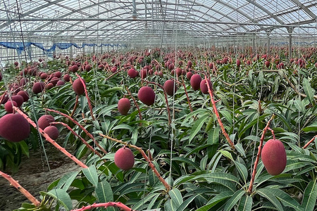 【2024年発送】沖縄糸満市産　でーじマンゴーのアップルマンゴー2kg(家庭用)