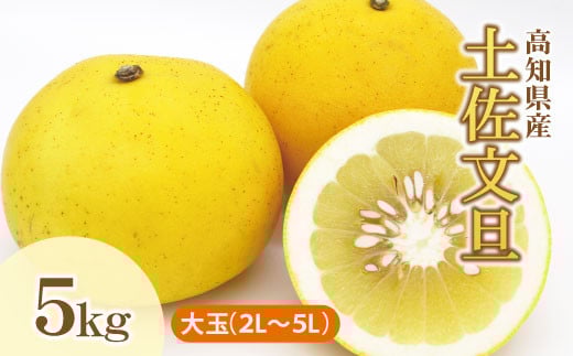 土佐文旦（ぶんたん）（大玉：2L~5L 混合）約5kg 【株式会社とさもん（土佐市）】 家庭用 贈答用 文旦 5キロ 約7～10玉 ぶんたん ブンタン 柑橘 果物 フルーツ お取り寄せ おいしい 美味しい