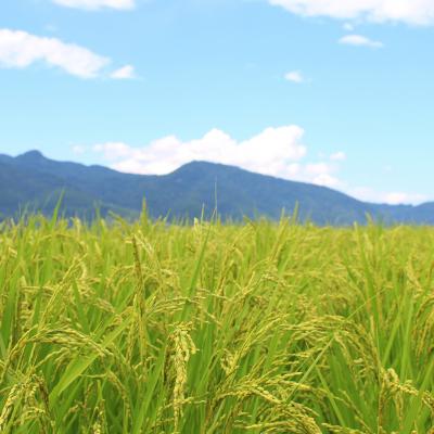 ふるさと納税 三条市 新米 新潟県特別栽培米 コシヒカリ5kg 玄米「島米(しまんこめ)」令和7年産 【015S197】 |  | 02