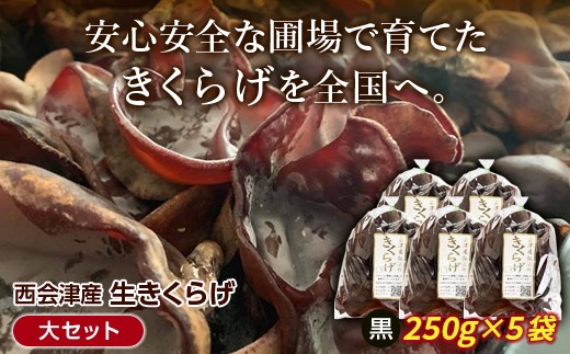 
                  《期間限定》西会津産 生きくらげ 大セット (黒250g×5袋) 完全無農薬 生 きくらげ 木耳 キクラゲ 国産 おつまみ 食品 F4D-2263
                