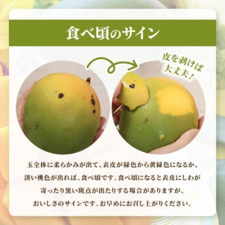 【2026年8月中旬から順次発送・訳あり】今帰仁産の幻のキーツマンゴー1kg(1～2玉)【配送不可地域：離島】【4014741】