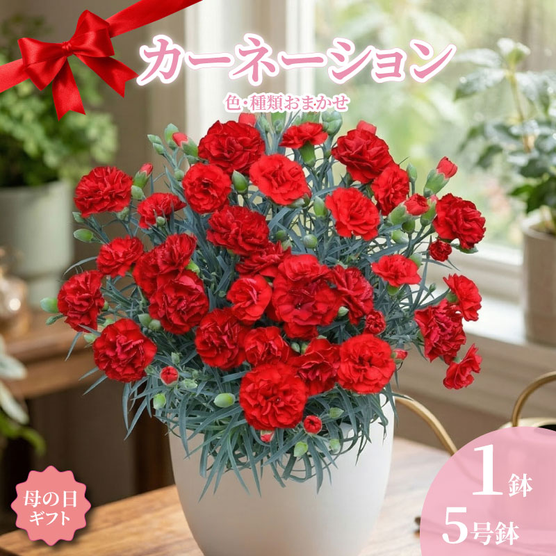 【ふるさと納税】 カーネーション 5号 1鉢 母の日 色 種類 お任せ おまかせ お花 鉢 鉢植え ギフト 贈物 贈り物 プレゼント 母の日 お母さん 感謝 誕生日 お礼 花 フラワー インテリア 人気 おすすめ かわいい 送料無料 千葉県 銚子市 木村園芸 【4月20日～5月3日頃発送】