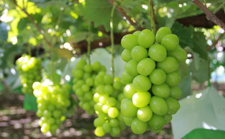 ぶどう 先行予約 長野市産 クイーンルージュ(R) シャインマスカット 2房 約1kg 詰め合わせ セット お楽しみ 食べ比べ 葡萄 ブドウ 果物 フルーツ デザート おやつ 信州 高糖度 高級品種 