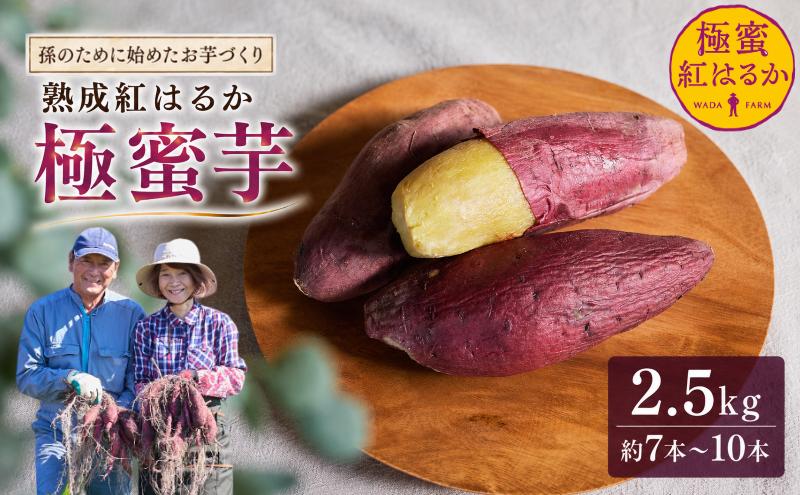【 冬季 限定 】【 先行予約 】 高知県産 熟成紅はるか 極蜜芋 2.5kg ｜ 紅はるか さつまいも 生芋 熟成芋 高知 焼き芋 やきいも おやつ 農家直送 産地直送 ギフト WADA FARM 
