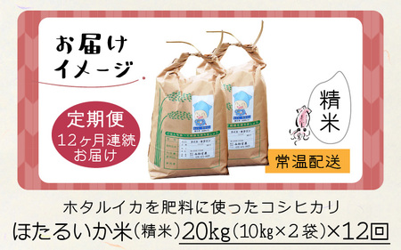 ほたるいか米 米定期便 コシヒカリ20kg 12か月 精米 20kg 12ヵ月 12回 こしひかり 定期便 [O-021004]