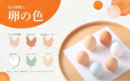 【12回定期便】キムラファームの産みたて卵 6色たまご詰合せ 30個 卵 卵 卵 卵 卵