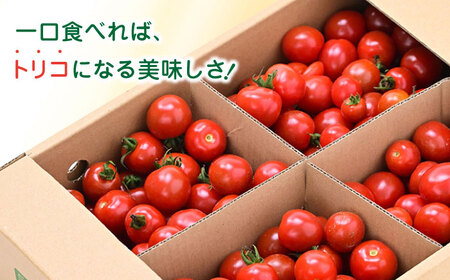 【全2回定期便】【訳あり】【期間限定】熊本県産 減農薬栽培 トマト ミディトマト 3.0kg 詰め合わせ 食べ比べ【矢仁田農園】[YDE009]