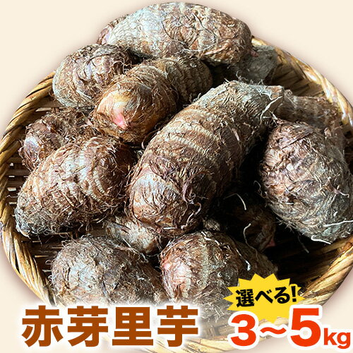 【ふるさと納税】【先行予約】里芋 赤芽里芋 選べる内容量 約3kg 約5kg しょうた農園《11月上旬-3月末頃出荷》福岡県 鞍手町 さといも 里芋 野菜 送料無料