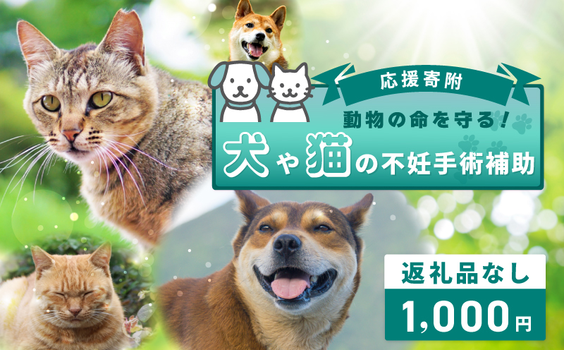 【返礼品なし】動物の命を守る！犬や猫の不妊手術補助 応援寄附（大阪府泉佐野市）　【大阪 泉佐野 大阪府 泉佐野市】