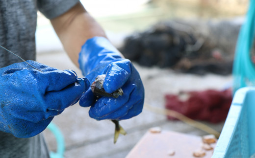 朝獲れ新鮮！最高の漁場 豊後水道で獲れた鮮魚詰め合わせ