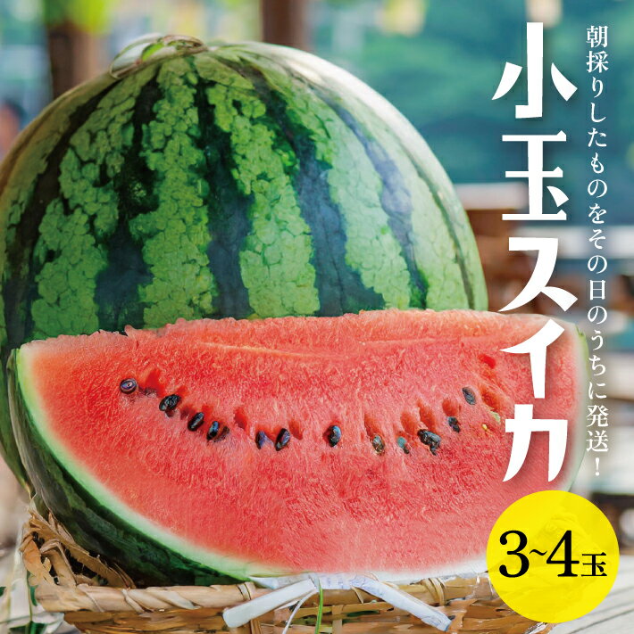 【ふるさと納税】小玉スイカ 姫甘泉 3～4玉入 7kg以上 山形県酒田産 7月下旬〜8月上旬頃お届け ※着日指定不可 朝採り 農家直送 ルパンすいか 西瓜 小玉すいか 東北 山形県 酒田市 庄内地方 新鮮 産地直送 夏 旬 フルーツ