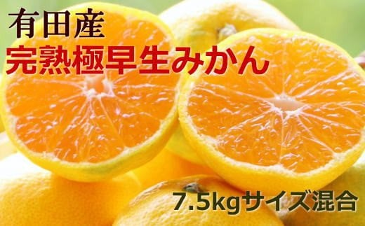 
            【手選別】紀州有田の完熟極早生みかん約7.5kg(サイズ混合) ※2025年10月下旬より順次発送【tec802A】
          
