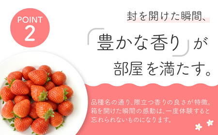 いちご かおり野 250g×2 こちファーム 滋賀県 東近江市 O-G03 いちご 苺 ストロベリー かおり野 大粒 完熟 産直 甘い ブランド苺 フルーツ 果物 滋賀