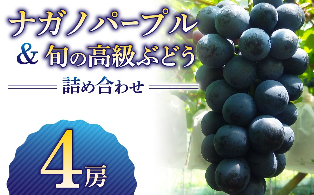 
            ナガノパープル＆高級ぶどう詰め合わせ ご贈答品 4房
          