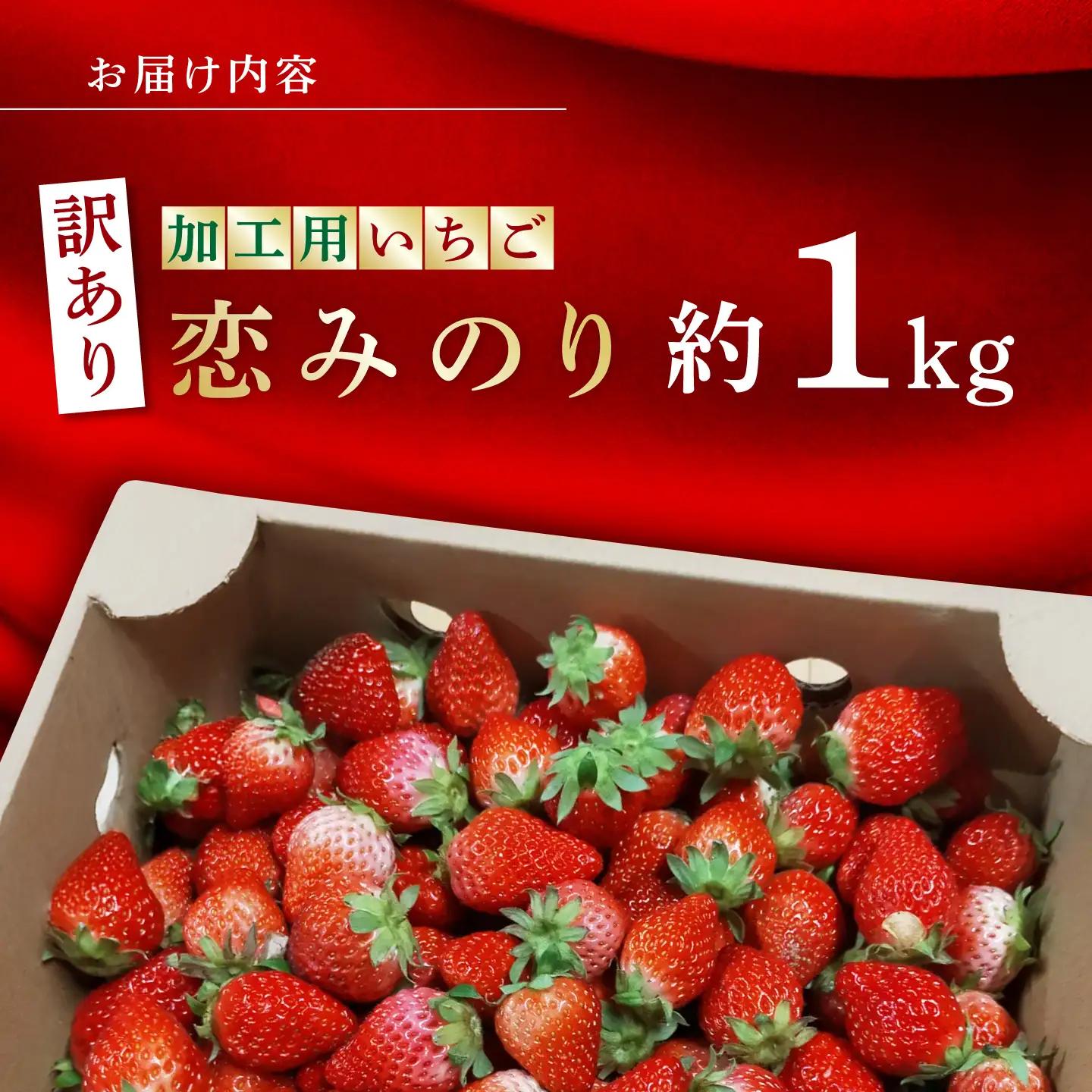 訳あり加工用いちご先行予約 恋みのり約1㎏苺いちごストロベリーイチゴZBB011