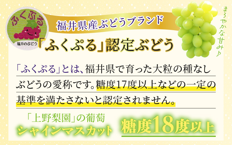 【先行予約】定期便 ≪2回お届け≫ 旬のフルーツ定期便 全2回 シャインマスカットと新興梨『特秀品』 梨園直送！ / 期間限定 果物 フルーツ 農家直送 シャキシャキ もぎたて 旬 お取り寄せ ※20