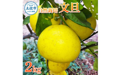 【先行予約】自然栽培文旦2kg L～3Lサイズ 〈2027年1月9日～4月30日発送〉文旦 ブンタン ぶんたん 2キロ 柑橘 かんきつ 柑橘類 みかん フルーツ デザート 果物 ビタミン おやつ 国産 高知県産 名物【有限会社四万十くじら】