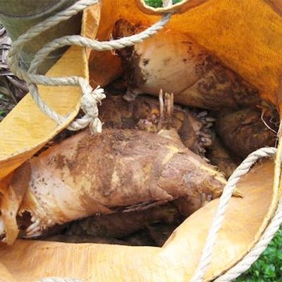 ふるさと納税 和歌山市 和歌山産 朝堀り 筍 4kg (ぬか付き) |  | 03