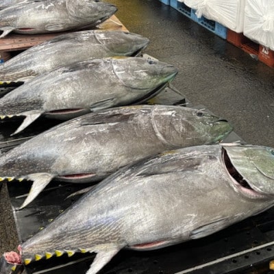 【市場直送!】青森産 天然本マグロ たたき ねぎとろ 計1kg(250g×4P)【配送不可地域：離島】